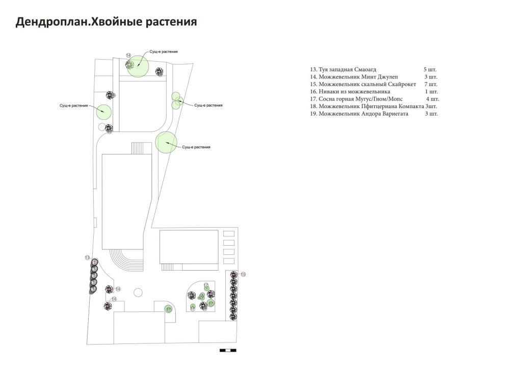 8. Дендроплан. Хвойные растения